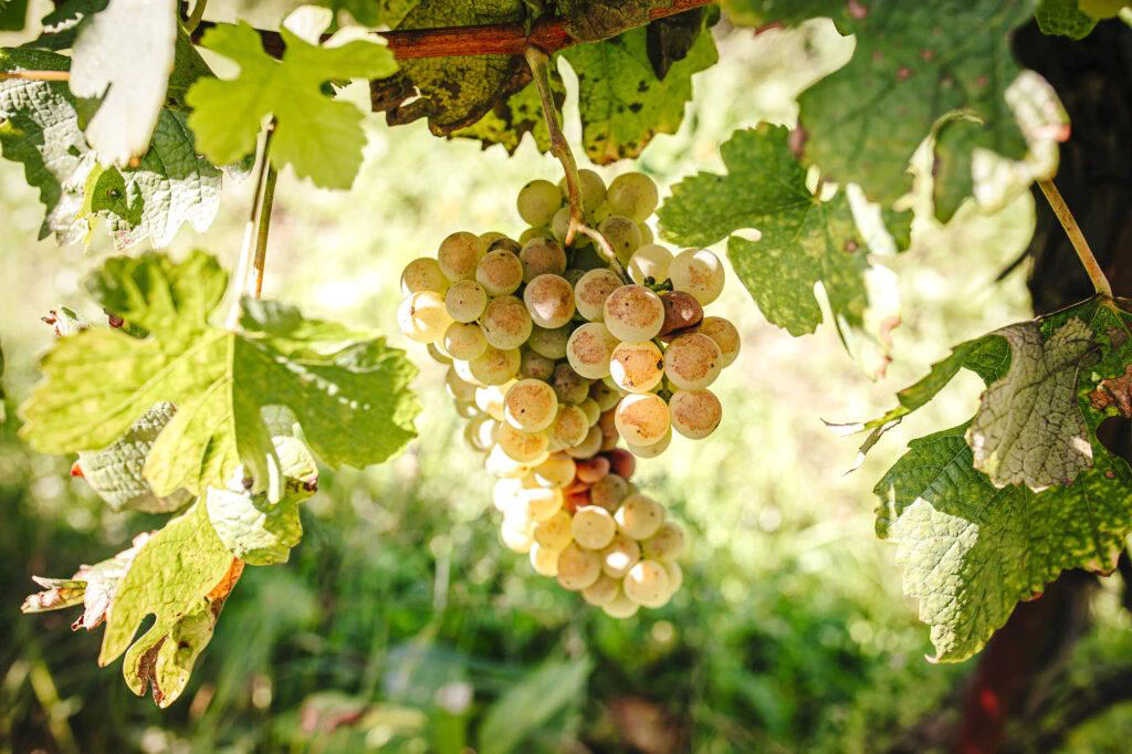 Tour de braga - Imagem